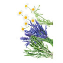 KW Nature Kamille, Lavendel, & ROS OLIE Shampoo 200 ML